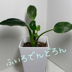 フィロデンドロン・バーキン,多肉植物,観葉植物,塊根植物,ダイソーの画像