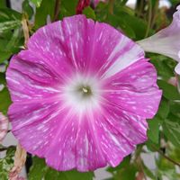 アサガオ,朝顔,花散歩,ご近所散歩,道草さんぽの画像