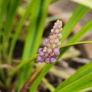 ヤブラン,ヤブラン,鉢植え,花芽発見!,庭の画像