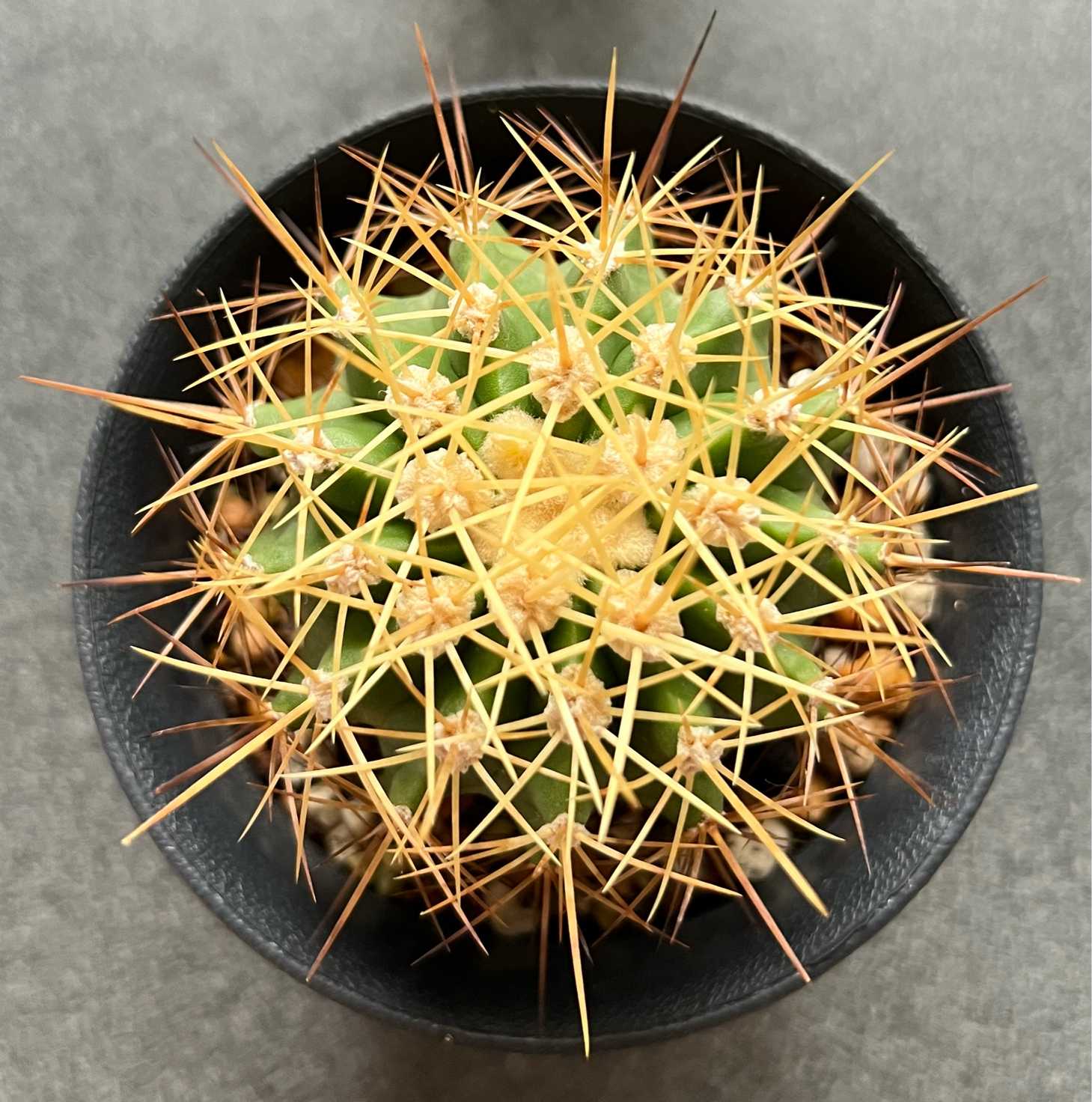 土の無かったサボテンくん｜🍀GreenSnap（グリーンスナップ）