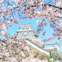 サクラ,さくら サクラ 桜,姫路城♪,国宝姫路城,お花の画像