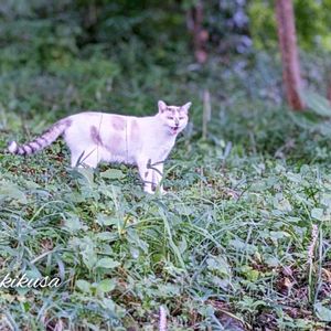 ヒメシャラ,姫シャラ,ミズキ,アマチャヅル,ナツヅタ (夏蔦)の画像