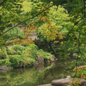 日本庭園,旧古河庭園の画像