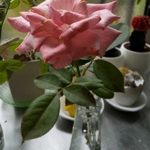 切り花,我が家,ピンクの薔薇,ばら 薔薇 バラの画像