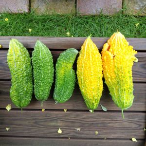 ゴーヤ,ポタジェ,花のある暮らし,自家製野菜,緑のある暮らしの画像