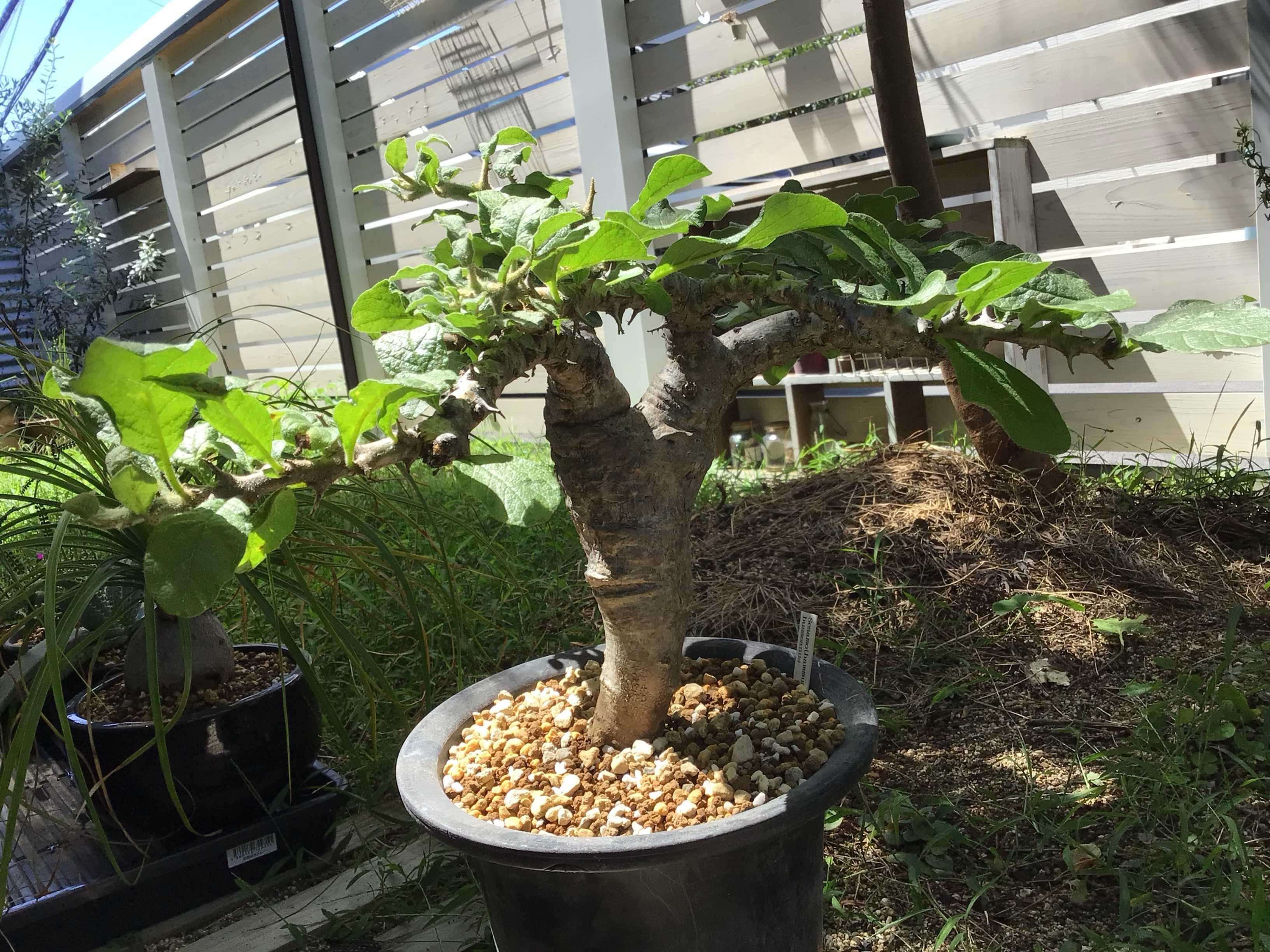 セサモタムナス・ブッセアヌスの一覧｜🍀GreenSnap（グリーンスナップ）