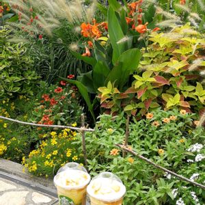 花のある暮らし,緑のある暮らし,屋上庭園,スカイガーデン,花のある風景の画像