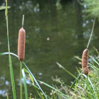 ガマ,セリ,シロネ,公園で,水辺での画像