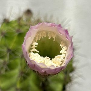 旺盛丸,サボテンの花,花のある暮らし,雪国,おうち園芸の画像