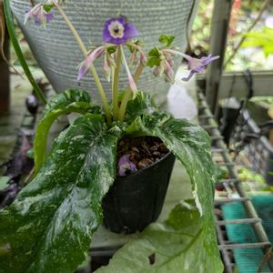 花のある暮らし,今日のお花,花いろいろ,おうち園芸,棚の画像