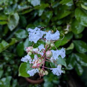 花のある暮らし,今日のお花,花いろいろ,おうち園芸,棚の画像