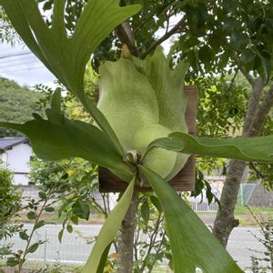 観葉植物,植物のある暮らし,ジャングル化計画,葉脈フェチ,珍しいもの好きの画像