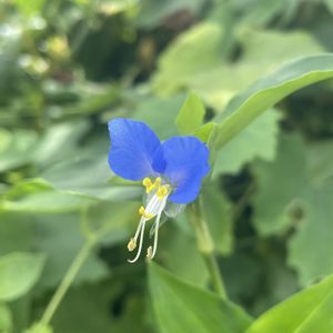 アジサイ,ツユクサ,実家の庭,夏野菜,小花会の画像