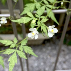 フウセンカズラ,涼しげ,花のある暮らし,おうち園芸,yu ＆ゆうクラブの画像