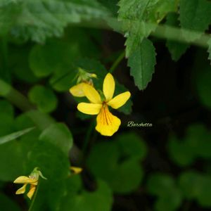 キバナノコマノツメ,山野草,多年草,草本,在来種の画像