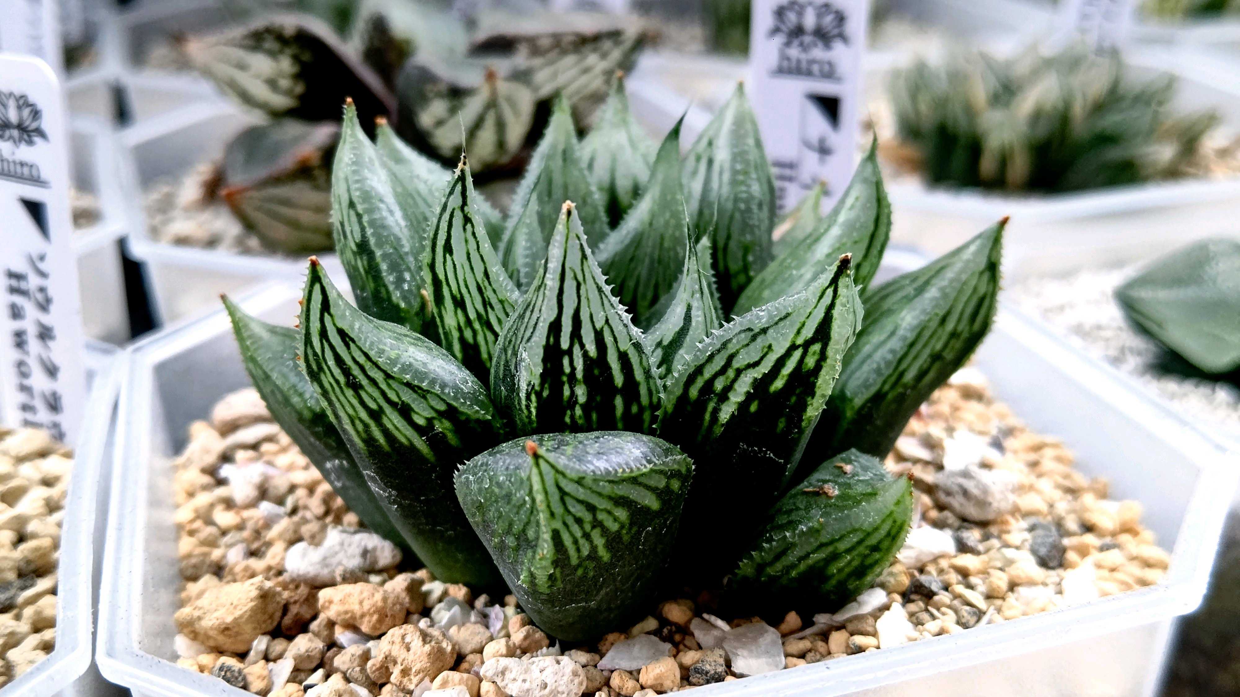 ナイルの一滴の一覧｜🍀GreenSnap（グリーンスナップ）