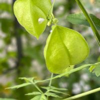 フウセンカズラ,フウセンカズラの種,フウセンカズラの花,いつもありがとう♡,今日のお花の画像