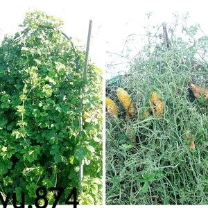 無農薬野菜,自宅の畑,家庭菜園の画像