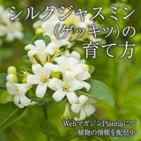 シルクジャスミン,ゲッキツ,花壇,ガーデニング,花のある暮らしの画像