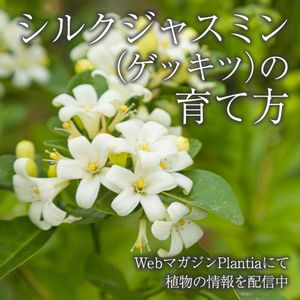 シルクジャスミン,ゲッキツ,花壇,ガーデニング,花のある暮らしの画像