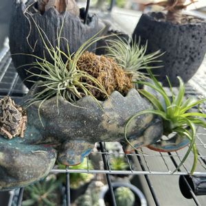 チランジア,ブラキカウロス,多肉植物,エアプランツ,観葉植物の画像