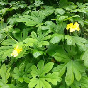 ゴーヤ,グリーンカーテン,お花のある暮らし,小さな庭の画像