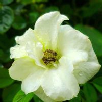 ミニバラ,ミニバラ,ミニバラ コルダーナ,観葉植物,植物のある暮らしの画像