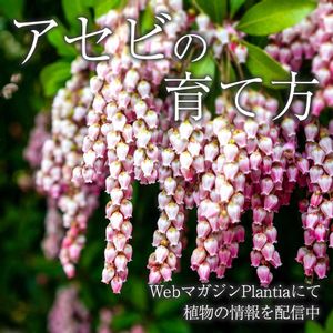 アセビ,花壇,ガーデニング,花のある暮らし,植物のある暮らしの画像