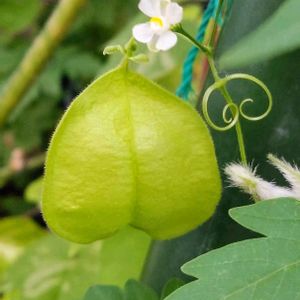 フウセンカズラ,フウセンカズラ,グリーンカーテン,今日のお花の画像