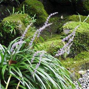 日本庭園,薄紫色の花,綺麗な花♡,ぶらっと寄り道,イキイキ✨の画像