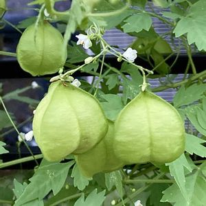 フーセンカズラ,夏のお花,花のある暮らし,おうち園芸,フェンスの画像