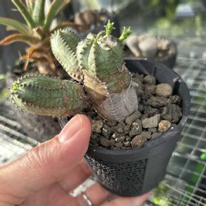 オベサブロウ,多肉植物,観葉植物,ユーフォルビア,植木鉢の画像