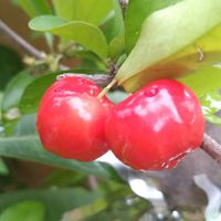 アセロラ,アセロラの実,アセロラの実,夏の花,花のある暮らしの画像