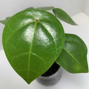 ハスノハギリ,多肉植物,観葉植物,ハイドロカルチャー,塊根植物の画像