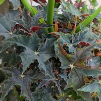 レックスベゴニア,レックスベゴニア,観葉植物,植物のある暮らし,放置栽培の画像