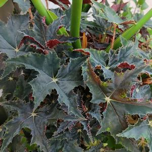 レックスベゴニア,レックスベゴニア,観葉植物,植物のある暮らし,放置栽培の画像
