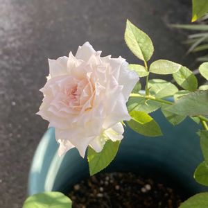 バラ 春乃,ばら バラ 薔薇,車庫の画像