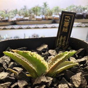 アガベ　チタノタ　白幽霊,多肉植物,多肉中毒,アガベ属,おうち園芸の画像