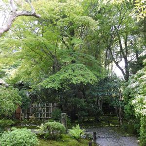 日本庭園,綺麗なミドリ,ぶらっと寄り道,イキイキ✨,育ったね❣️の画像