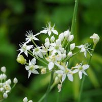 ニラ,ニラの花,おこめ,小さな花,白い花の画像