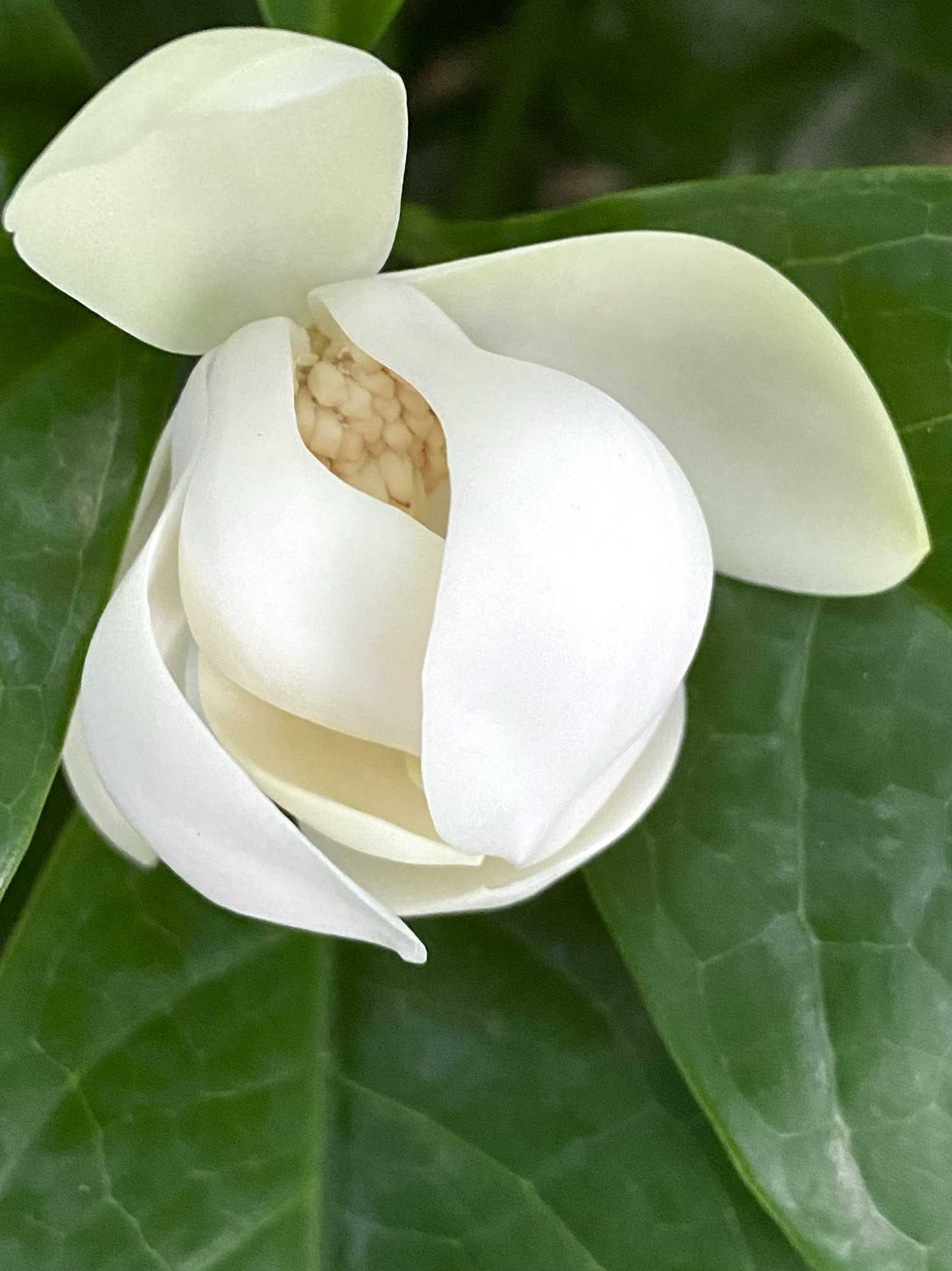 白玉木蓮　トキワレンゲ　植木 トキワレンゲ｜園芸植物小百科｜育て方｜花の写真