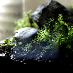 苔テラリウムの画像