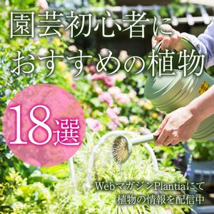 花壇,ガーデニング,花のある暮らし,緑のある暮らし,植物のある暮らしの画像