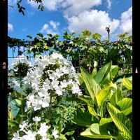 ポーチュラカ,公園,公園散歩,白い水曜日♡の画像