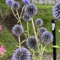 キキョウ,ルリタマアザミ,ハナウリクサ,軽井沢町植物園の画像