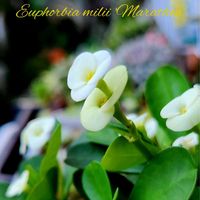 ハナキリン,花キリン,ユーフォルビア ミリー,花麒麟,ユーフォルビア・マラソンの画像