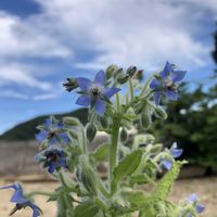 ボリジ,ハーブ,家庭菜園の画像