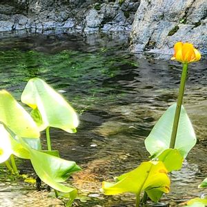 コウホネ,河骨,日本庭園,お出掛け先,名古屋市の画像