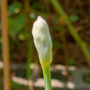 ニラ,花芽,庭の画像