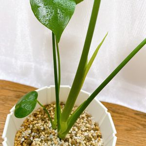 モンステラ,観葉植物,ダイソー,グリーン,新芽の画像